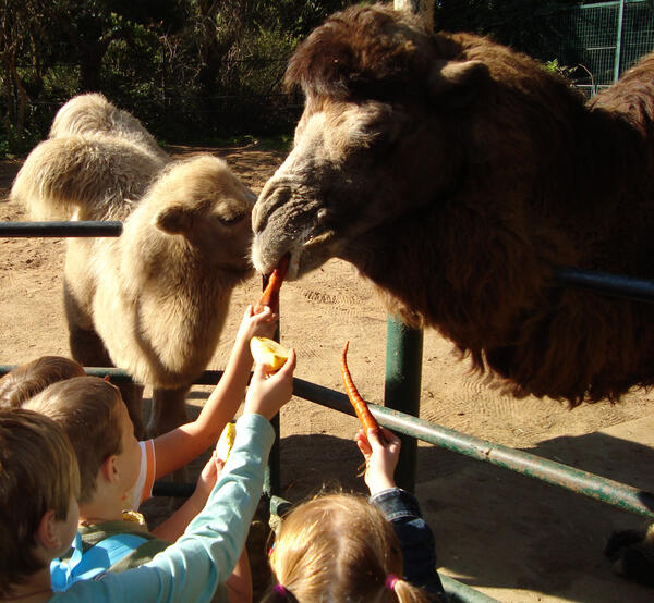 Kindertag im Zoo