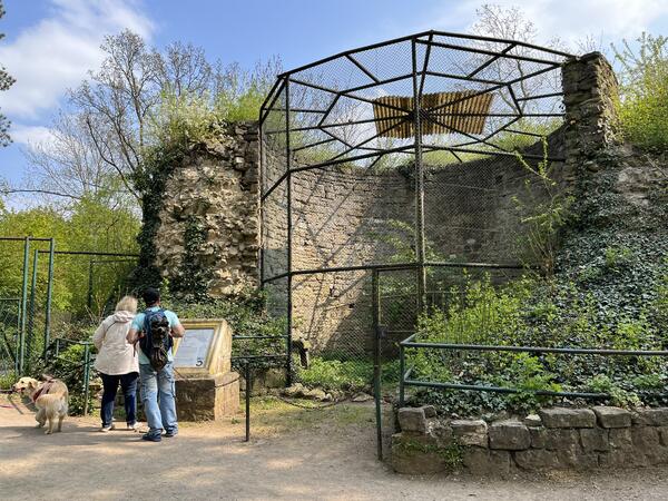 Bild vergrößern: Reste der Burgruine "Ascania" im Zoo Aschersleben