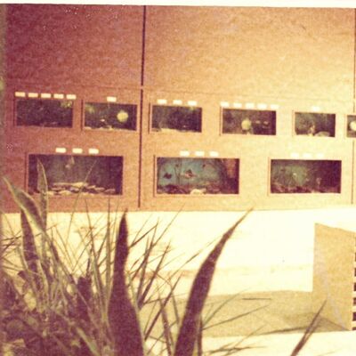 Bild vergrößern: 1982: Erweiterung Aquarium