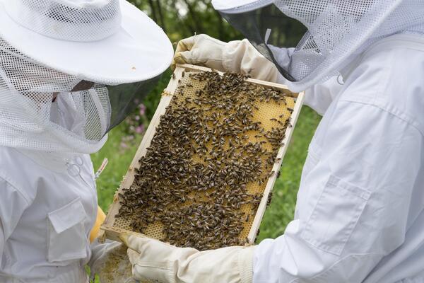 Weltbienentag im Zoo