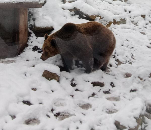 Winterschlaf bei den Braunbären Mette und Bambam