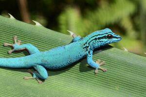 Bild vergrößern: Himmelblauer Zwergtaggecko