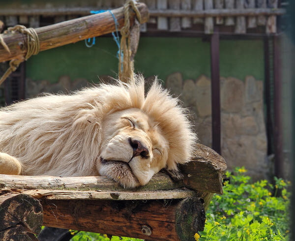 Schauen Sie bei Ihrem Zoobesuch bei dem imposanten Weißen Löwen Sambesi vorbei.