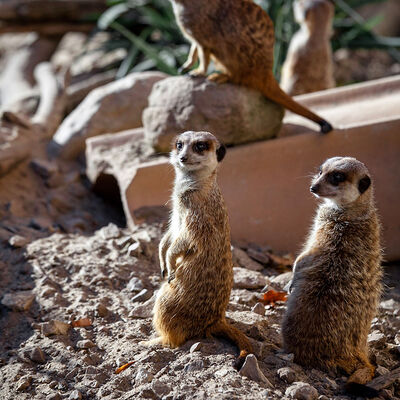 Der quirlige Erdmännchen-Clan im Zoo Aschersleben.
