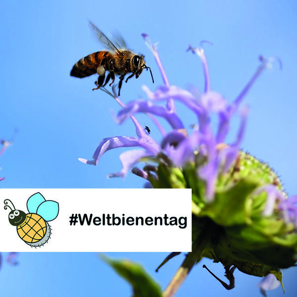 Weltbienentag im Zoo Aschersleben