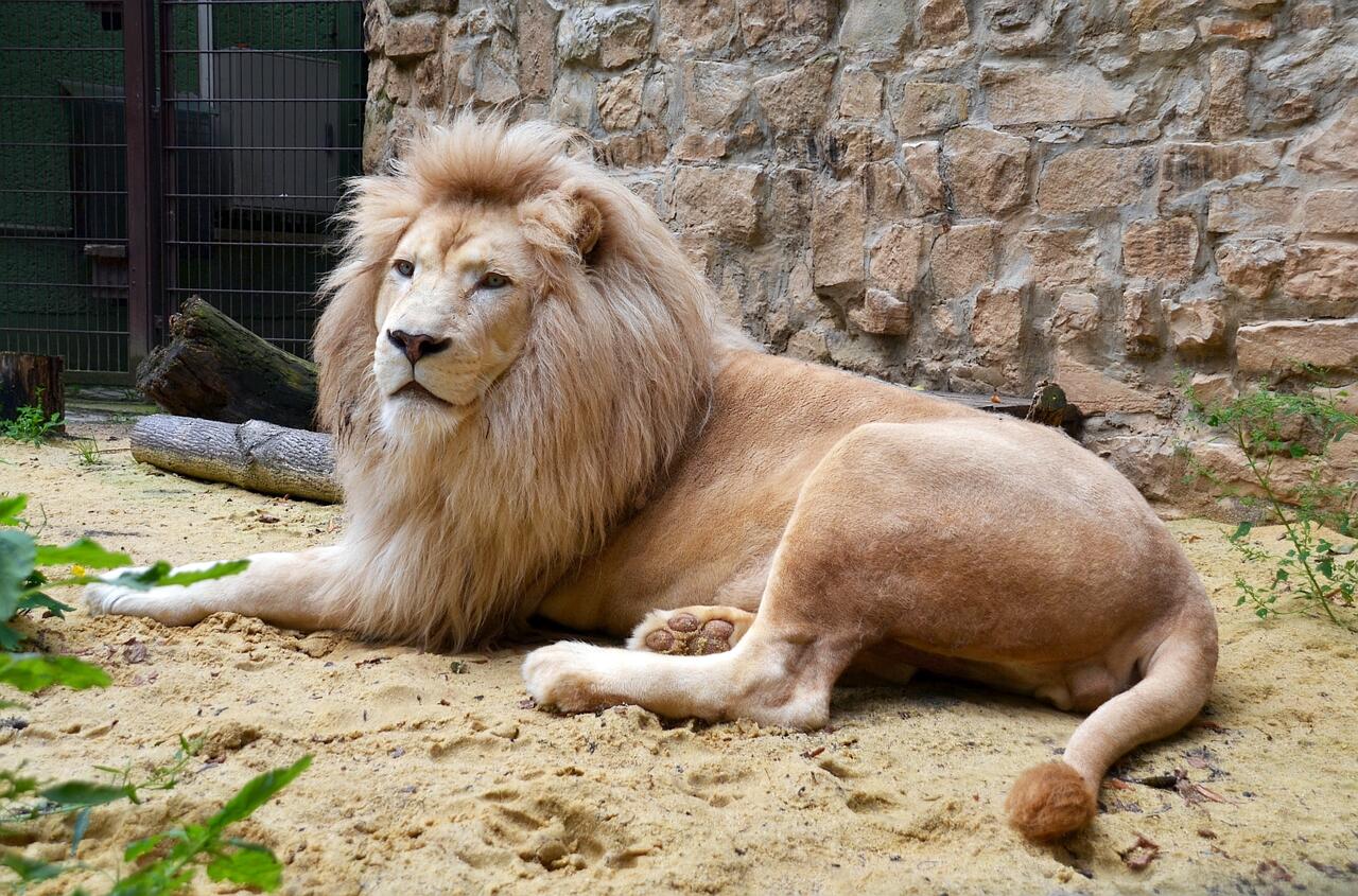 Bild vergrößern: 2015: Der Weie Lwe Sambesi zieht im Zoo Aschersleben ein.