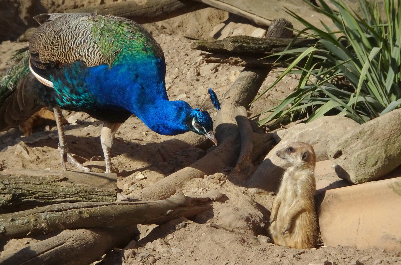 Pfau trifft Erdm&auml;nnchen