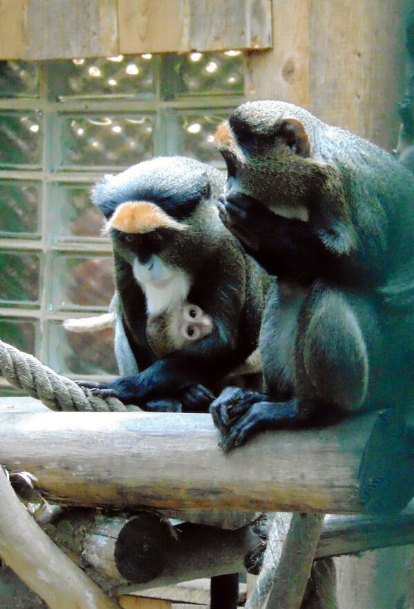 Bild vergrößern: Brazza-Meerkatzen